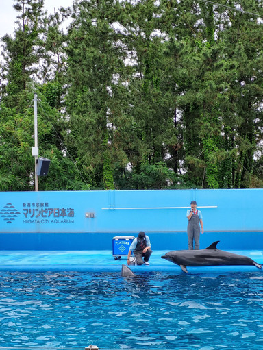 新潟市水族館マリンピア日本海 | Trip.com 新潟市