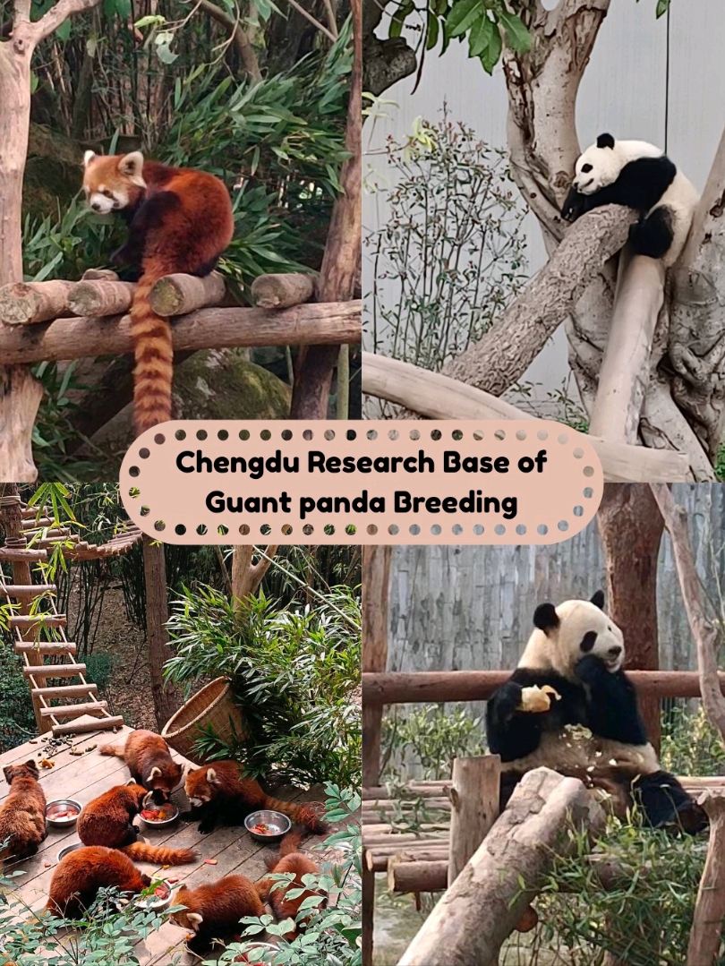 2026 Dujiangyan Attraction] Panda Valley Travel Guide & Travel
