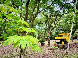 Nanhua Forestry Park: Nature Conservation & Tung Blossom Trail.
