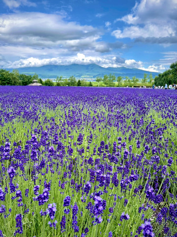 ヒスイ(淡ラベンダー) 💜最も美しいラベンダー畑💜 | Trip.com 北海道