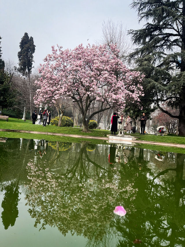 🌸🇹🇷ISTANBUL’S MAGNOLIA SECRET? SAVE THIS PLACE FOR SPRING