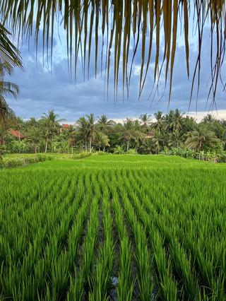 Ubud, Bali: Jantung Budaya Pulau Dewata