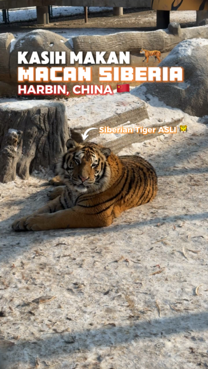 Whoa, talk about an epic adventure! Seeing and feeding Siberian tigers in Harbin is seriously next-level 🤩. Here’s the scoop: we kicked off the journey in a massive bus – the kind with thick barriers and ultra-tough windows, so you KNOW you’re safe.

Roll up to the Harbin Siberian Tiger Park where you’ll get close to dozens of tigers chilling in their natural habitat. 

Once we got inside their territory, things got interesting. We got to feed them raw meat through special holes inside the bus 😮. It was a memorable experience for me to be part of. Definitely a place to visit in Harbin. 
