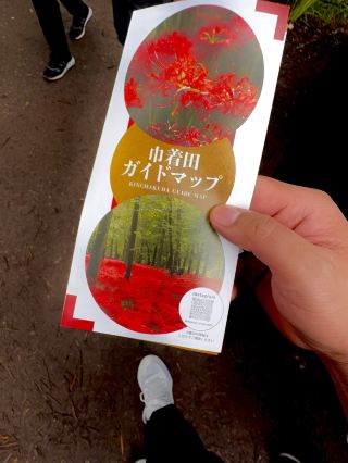 Last Chance to See Japan’s Sea of Red Spider Lilies! 🌺🇯🇵
