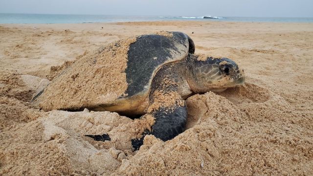 Magical Sunset in Sri Lanka: Sea Turtles on the Beach! 🐢🌅