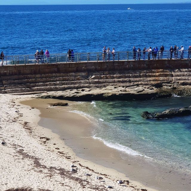 Sea lions and Seals home by the sea 🌊 