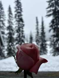Dining at Emerald Lake Lodge 