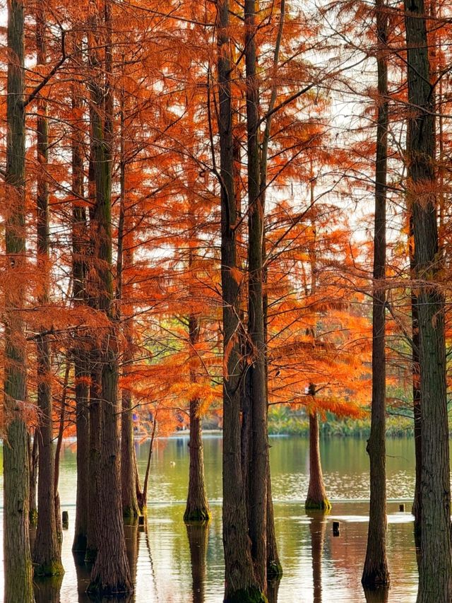 白鷺湾湿地公園