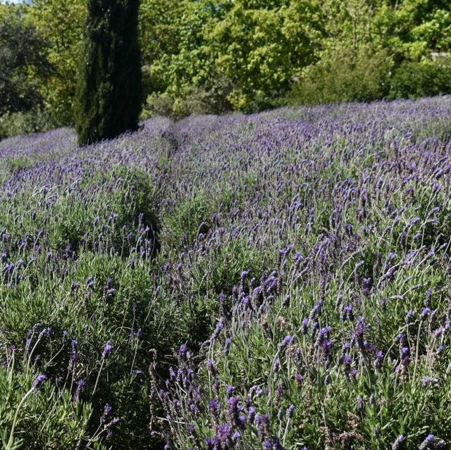 Lavender picking 🇿🇦