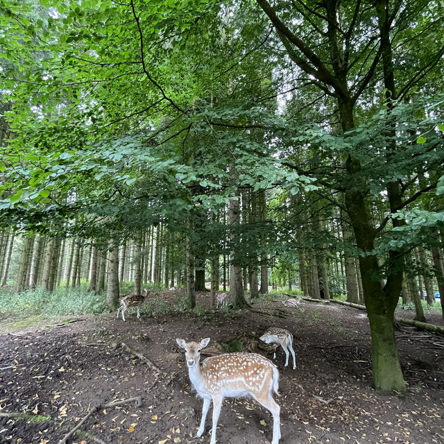 Dean Castle Country Park