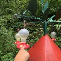 Visit Hummingbird gardens Costa Rica 