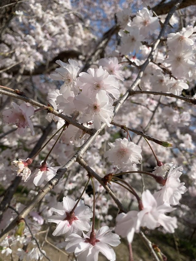 「お花見」(Ohanami ) 春 @ Osaka, Japan !  🌸