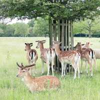 🇬🇧Meeting Wild Deer in London😍