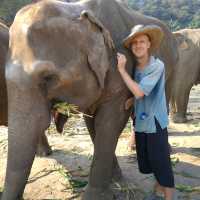 Elephant mud bath