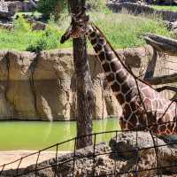 Dallas Zoo 🇺🇸