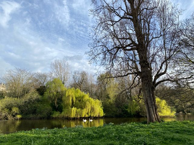 🌿🦢 St. James's Park: Tranquility in London 
