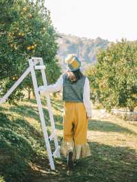 Jin Ju Orange Farm Mae Rim