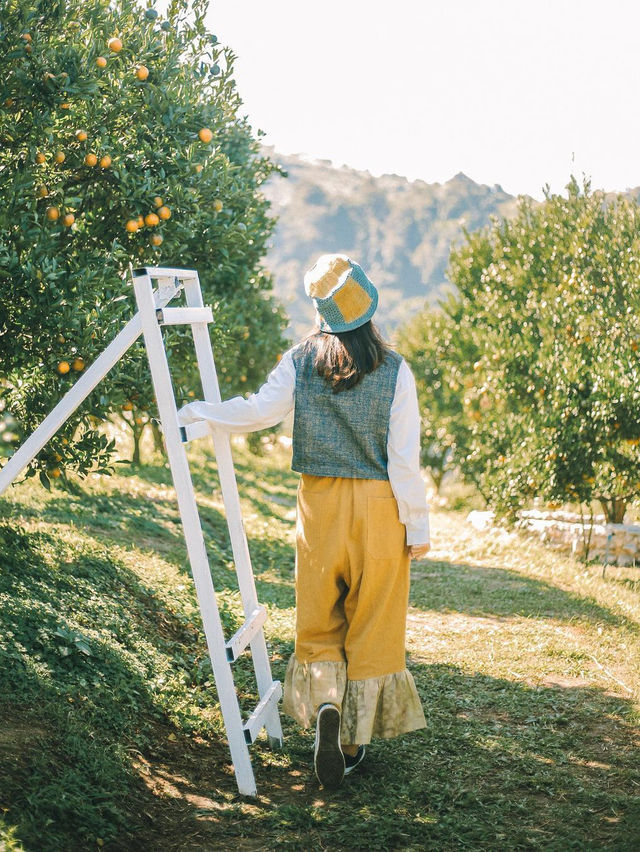 Jin Ju Orange Farm Mae Rim