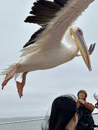 Boat trip with pelicans