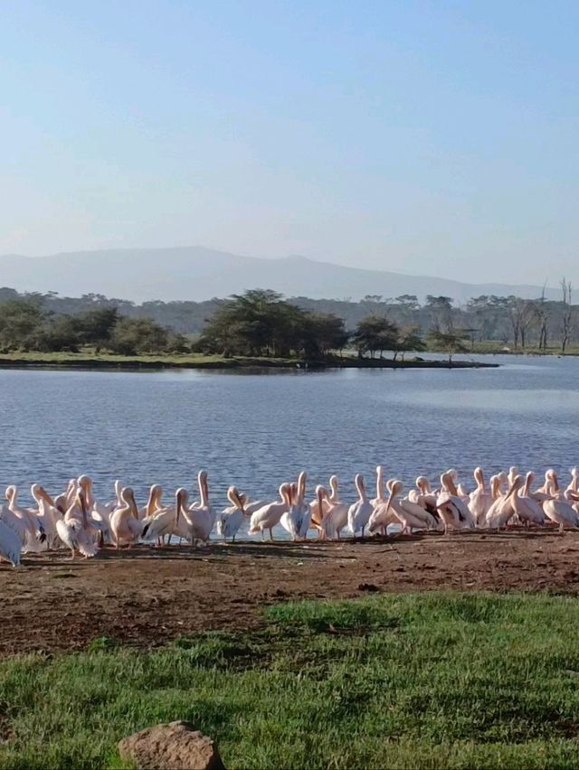 Lake Nakuru National Park, Kenya