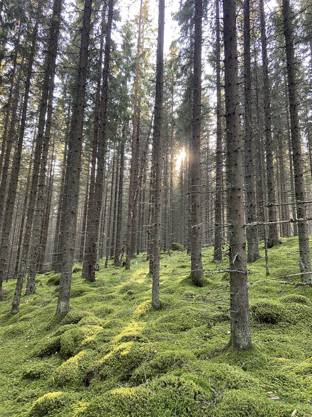 “Spent a perfect autumn day hiking in Nuuksio National Park, Finland🍂🌲