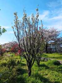 大阪城桃園