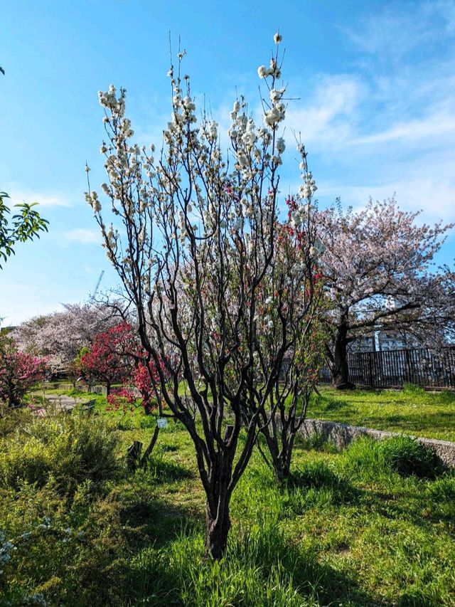 大阪城桃園