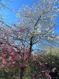 🌸 Springtime Magic at Greenwich Park
