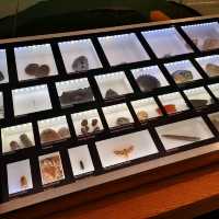 Exploring History and Heritage: A Journey Through Newcastle's Great North Museum