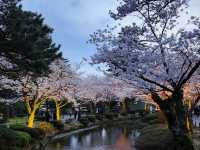 Kanazawa Escape: Blossoms, Kimonos, and Timeless Charm