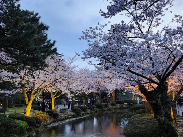 Kanazawa Escape: Blossoms, Kimonos, and Timeless Charm