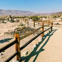 🥾 Best Hike in Joshua Tree National Park: Hidden Valley Trail 🌵