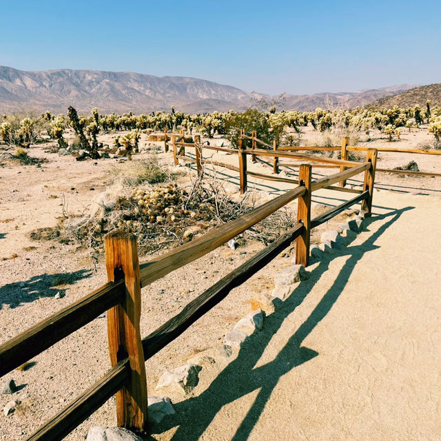 🥾 Best Hike in Joshua Tree National Park: Hidden Valley Trail 🌵