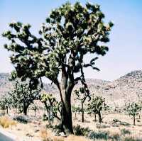 🚗 Transportation Tips for Visiting Joshua Tree National Park