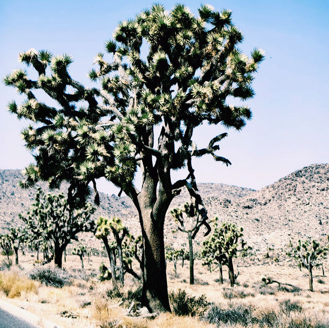 🚗 Transportation Tips for Visiting Joshua Tree National Park