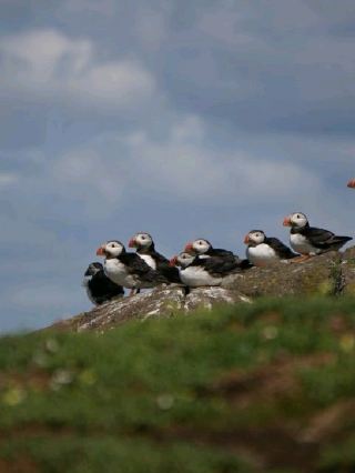 Puffin Watching on the Isle of May – A Seabird Safari to Remember!