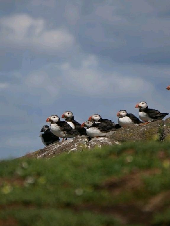 Puffin Watching on the Isle of May – A Seabird Safari to Remember!