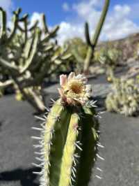 The Cactus Garden in Lanzarote: Volcanic Landscapes, Art, and a Restaurant With a View