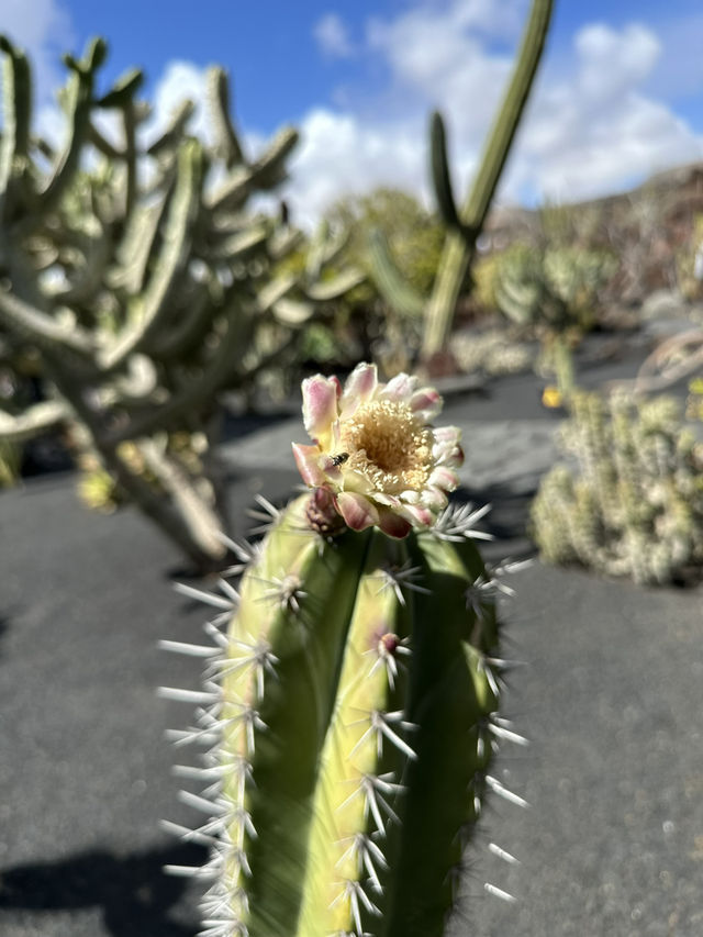 The Cactus Garden in Lanzarote: Volcanic Landscapes, Art, and a Restaurant With a View