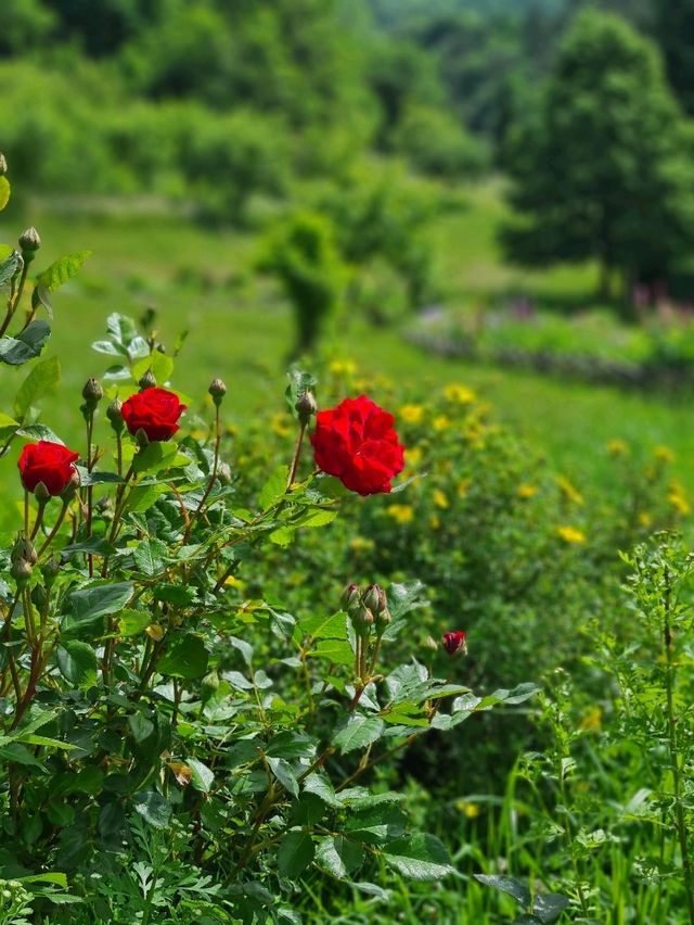 🕊️ Peace, Wood & Spirituality: Discover Bârsana Monastery in Maramureș