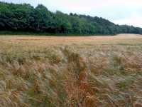 Dewstow Estate Caldicot, Highmoor Hill and Slade Wood 