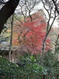 Tokyo and Kyoto: where pop culture, street food, and peaceful shrines collide