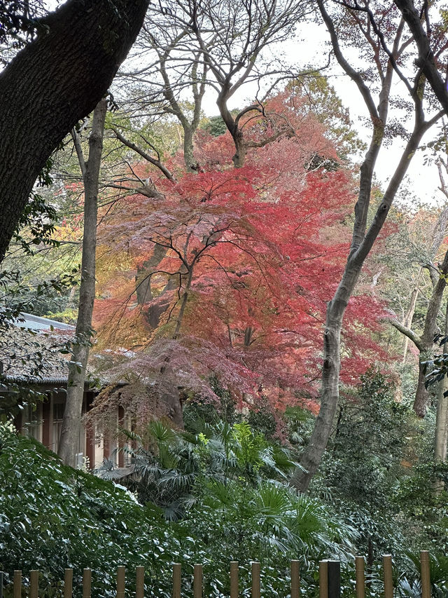 Tokyo and Kyoto: where pop culture, street food, and peaceful shrines collide