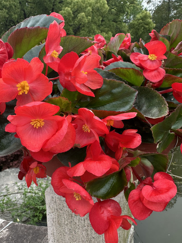 Shanghai Botanical Garden