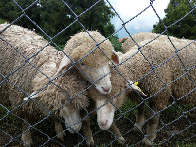 Review: Cingjing Farm (清境農場) – Taiwan's Little Switzerland