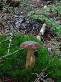 Autumn Walk in Bakkeveen – 10 km Nature Adventure🍄🍄‍🟫🍂✨
