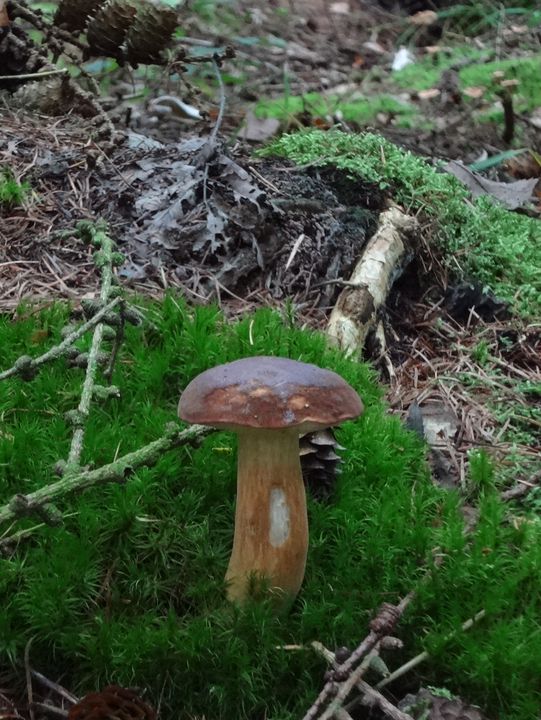 Autumn Walk in Bakkeveen – 10 km Nature Adventure🍄🍄‍🟫🍂✨