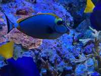 Wonders of Nature — A Day at Naturkundemuseum Karlsruhe 🇩🇪  