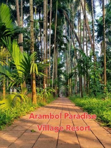 Кокосовое спокойствие в Гоа🥥