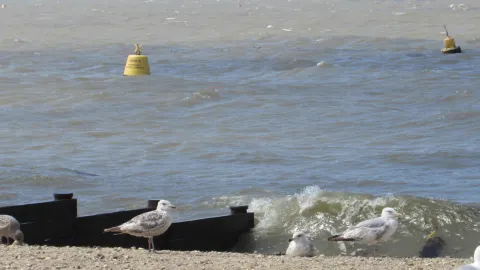 Whitstable: A seaside town about 1.5 hours from London. — traveler post in Whitstable